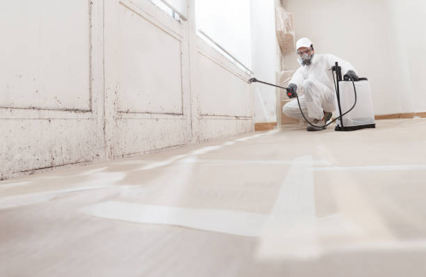 Black mold remediation team in Arlington